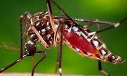 DENGUE - Rio tem record de Internaes por Dengue em Janeiro
